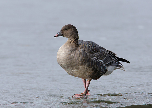 Pink-footed Goose Anser brachyrhynchus