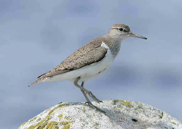 Common Sandpiper Actitis hypoleucos