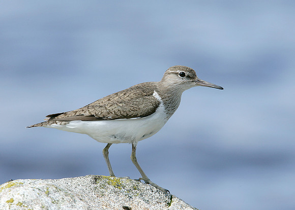 Common Sandpiper Actitis hypoleucos