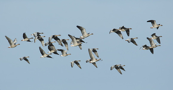 Pink-footed Goose Anser brachyrhynchus