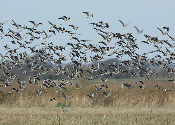 Pink-footed Goose Anser brachyrhynchus