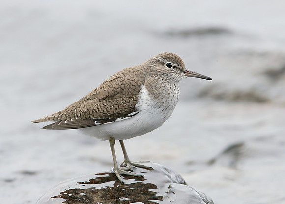 Common Sandpiper Actitis hypoleucos