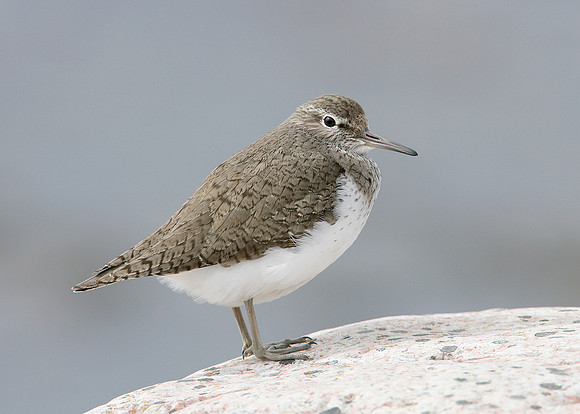 Common Sandpiper Actitis hypoleucos