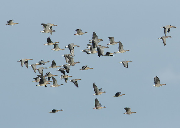 Pink-footed Goose Anser brachyrhynchus