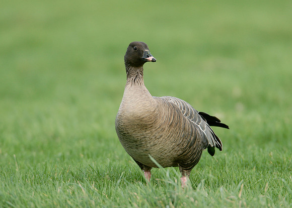 Pink-footed Goose Anser brachyrhynchus