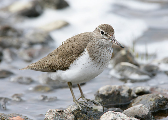 Common Sandpiper Actitis hypoleucos