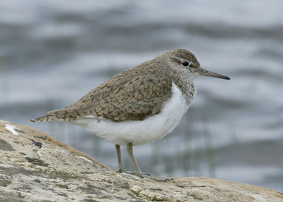 Common Sandpiper Actitis hypoleucos