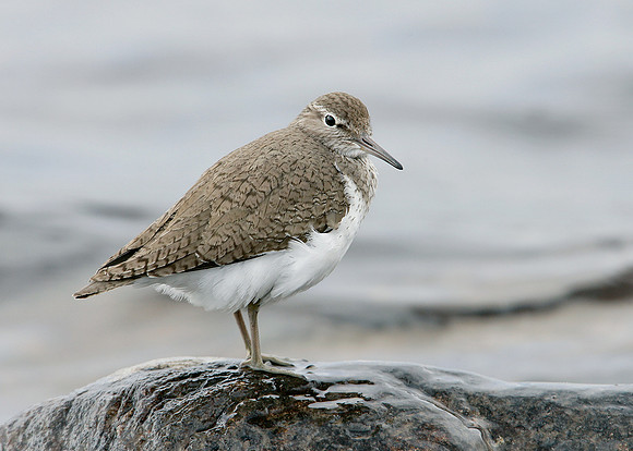 Common Sandpiper Actitis hypoleucos