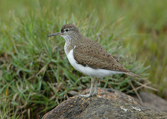 Common Sandpiper Actitis hypoleucos