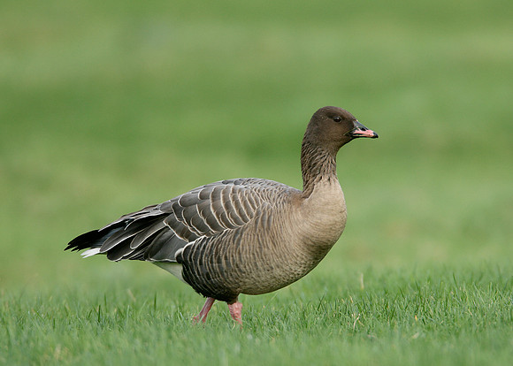 Pink-footed Goose Anser brachyrhynchus
