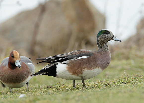 American Wigeon Anas americana