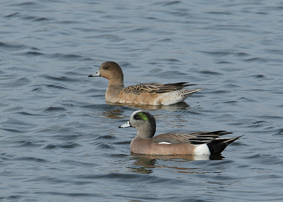American Wigeon Anas americana