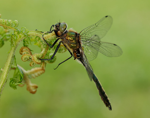 Downy Emerald Cordulia aenea