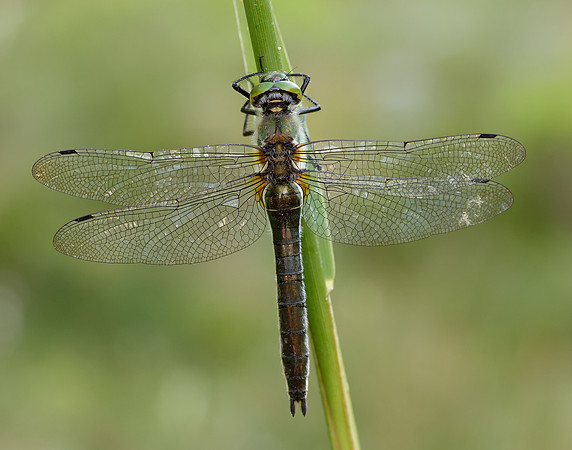 Downy Emerald Cordulia aenea
