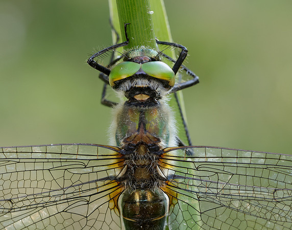 Downy Emerald Cordulia aenea