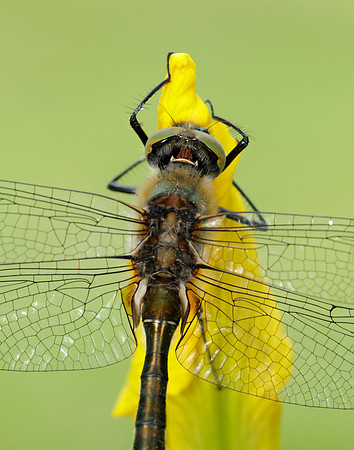 Downy Emerald Cordulia aenea