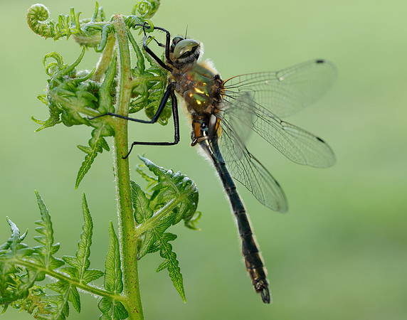 Downy Emerald Cordulia aenea