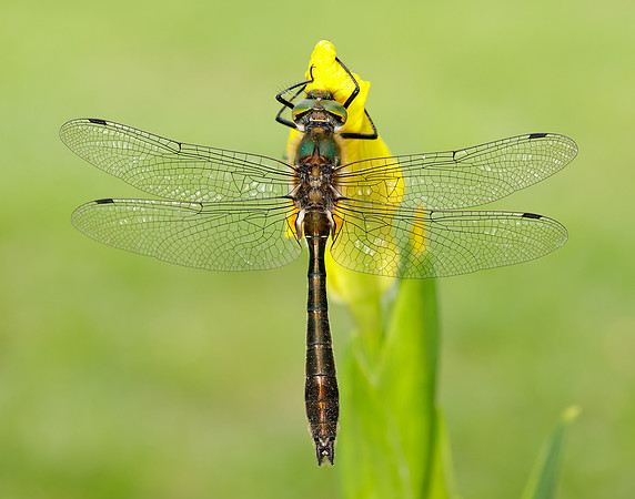 Downy Emerald Cordulia aenea