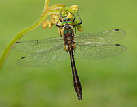 Downy Emerald Cordulia aenea