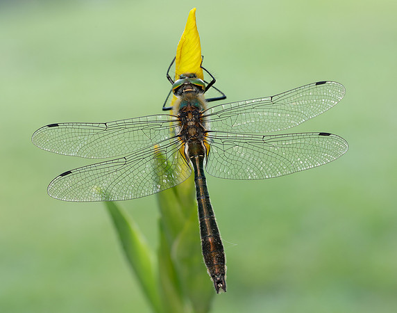 Downy Emerald Cordulia aenea