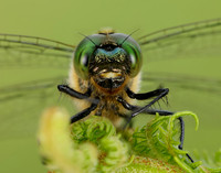 Downy Emerald Cordulia aenea