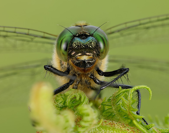 Downy Emerald Cordulia aenea