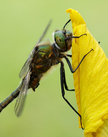 Downy Emerald Cordulia aenea