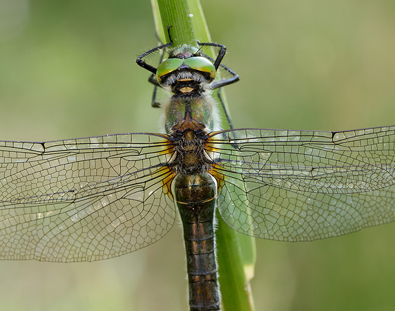 Downy Emerald Cordulia aenea