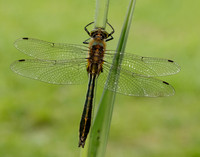 Downy Emerald Cordulia aenea