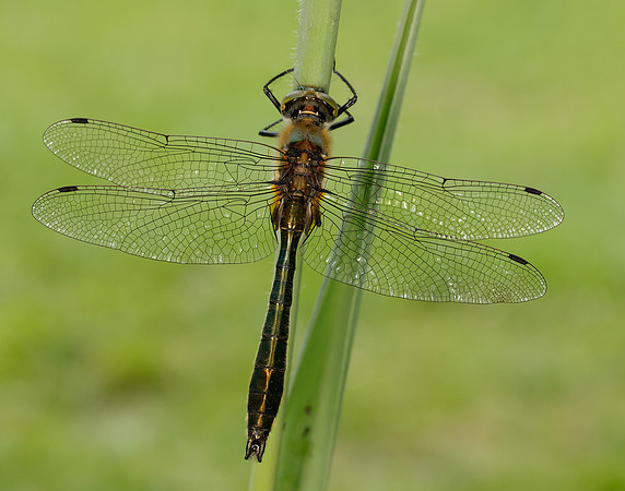 Downy Emerald Cordulia aenea