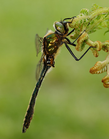 Downy Emerald Cordulia aenea