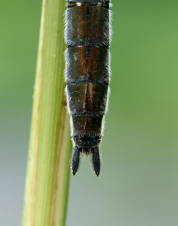 Downy Emerald Cordulia aenea