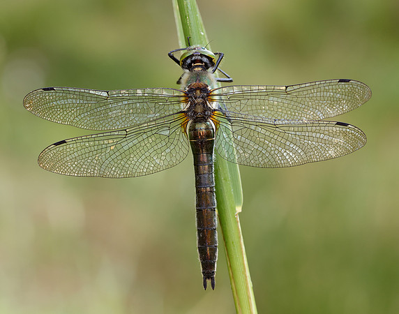 Downy Emerald Cordulia aenea