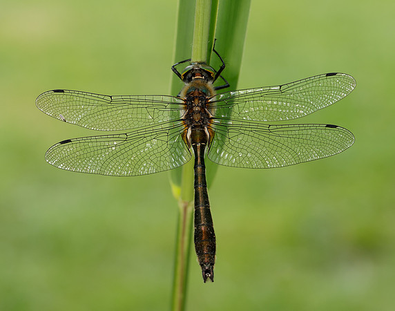 Downy Emerald Cordulia aenea