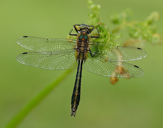Downy Emerald Cordulia aenea