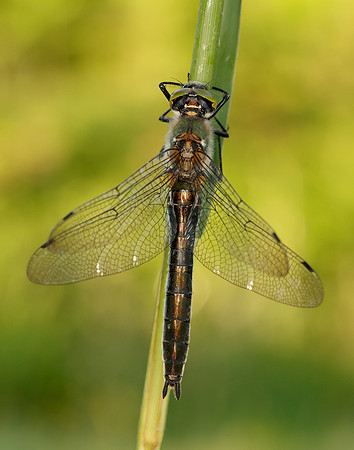 Downy Emerald Cordulia aenea