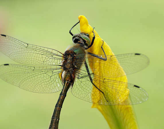 Downy Emerald Cordulia aenea
