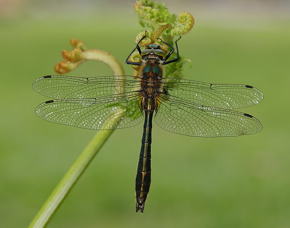 Downy Emerald Cordulia aenea