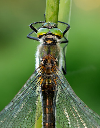 Downy Emerald Cordulia aenea