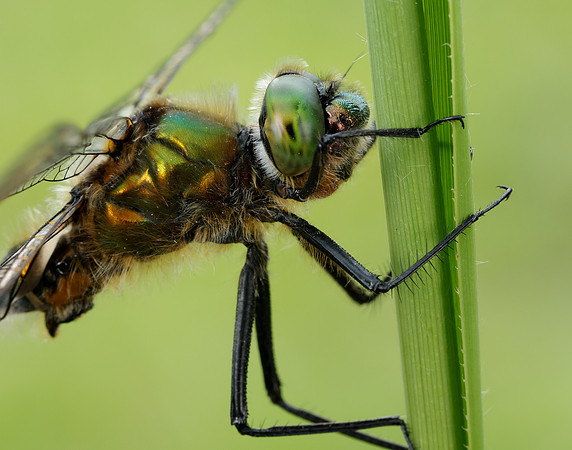 Downy Emerald Cordulia aenea