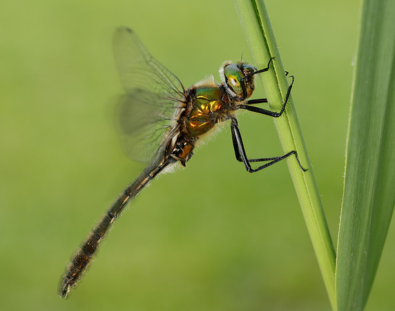 Downy Emerald Cordulia aenea