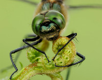 Downy Emerald Cordulia aenea