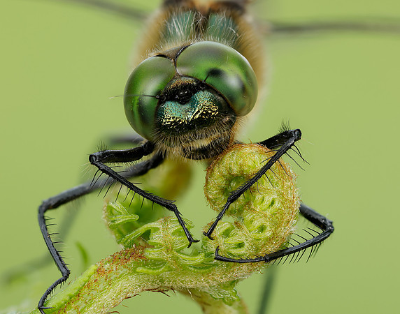 Downy Emerald Cordulia aenea