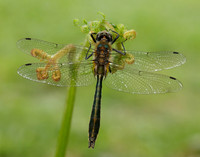 Downy Emerald Cordulia aenea