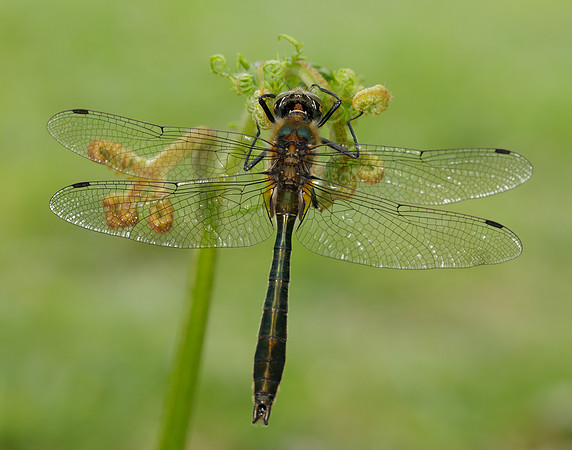 Downy Emerald Cordulia aenea