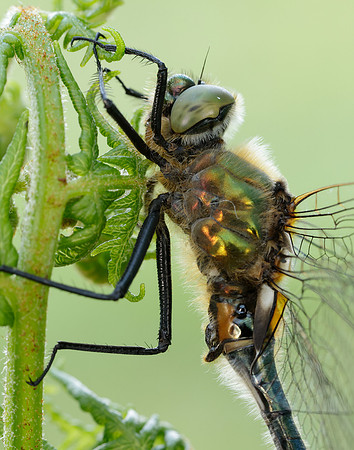 Downy Emerald Cordulia aenea