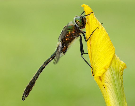 Downy Emerald Cordulia aenea