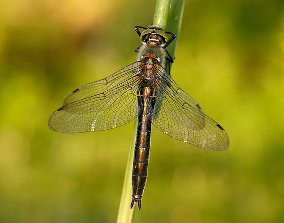Downy Emerald Cordulia aenea