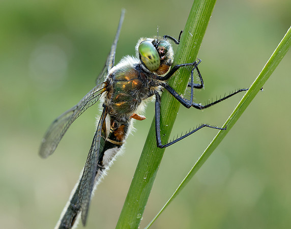 Downy Emerald Cordulia aenea