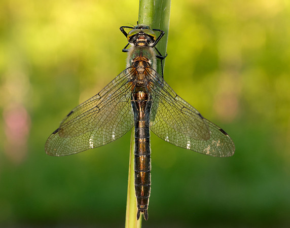 Downy Emerald Cordulia aenea